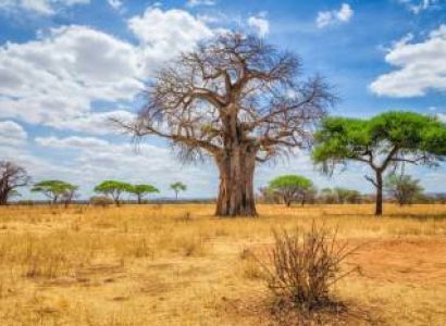 SERENGETI & TARANGIRE SAFARI EXPERIENCE