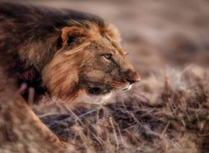 Unforgettable Tanzania Safari Adventures - 5 Day Serengeti Safari Adventure