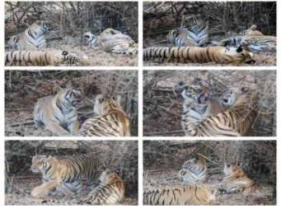 Tadoba Wildlife Safari Package 1N 2D