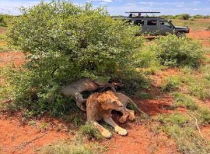 2 Days Safari From Mombasa to Tsavo East