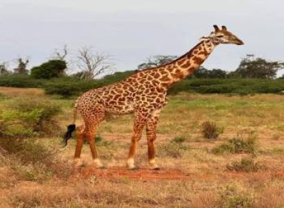 4 Days Masai Mara Explorer Safari