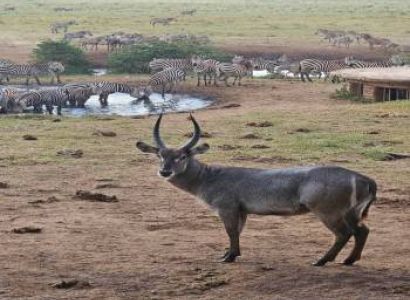 5 Days of Wildlife Wonders