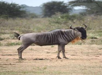 3 Days Tsavo East