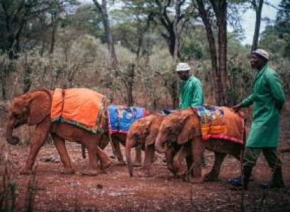 Daphne Sheldrick’s Elephant Orphanage