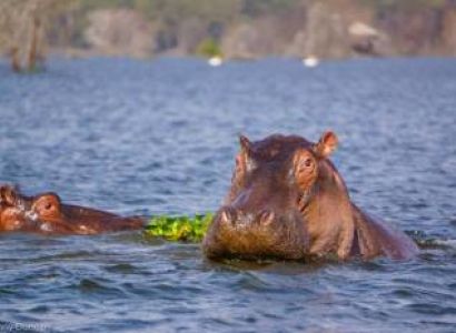 6 Nights Tsavo East, West, Amboseli National Park, Masai Mara N. Reserve and Lake Nakuru N. Park