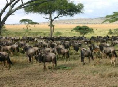 6 Nights Tsavo East, West, Amboseli National Park, Masai Mara N. Reserve and Lake Nakuru N. Park