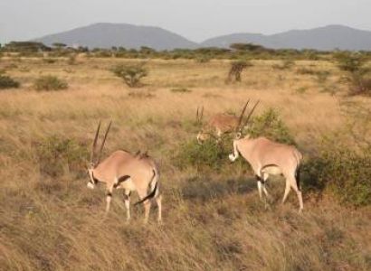 9 Nights Mt. Kenya N. Park - Samburu N. Reserve - L. Naivasha - Nakuru N. Park
