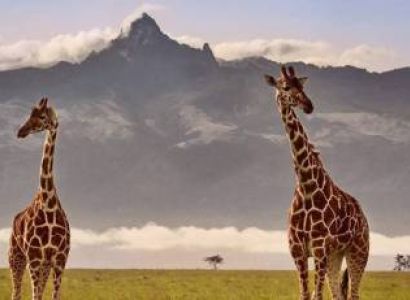 6 Nights - Mt. Kenya N. Park Amboseli N. Park - Masai Mara N. Reserve/ Lake Nakuru N. Park.