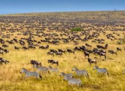 2 Nights Masai Mara Game Reserve - Lake Nakuru National Park