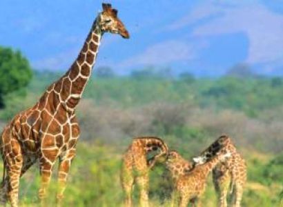 8 Days Kenya Safari – Nairobi/ Meru National Park/ Loisaba Conservancy/ Maasai Mara N.Reserve.