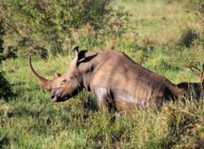 3 Nights Borana Conservancy, Laikipia, Northern Kenya