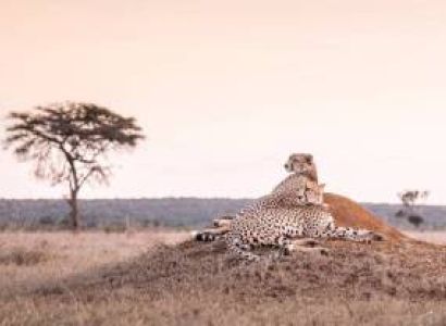 4 Nights/5 Days Flying Safari-Governors Camp Safari