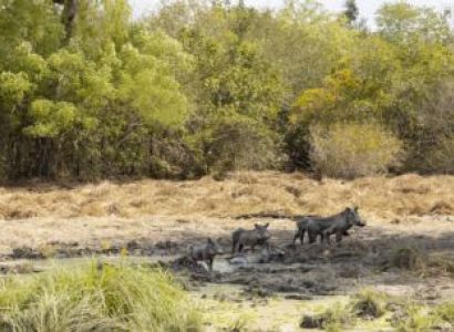 3 Nights - 4 Days Selous Game Reserve - By Road