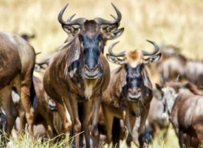 3 Nights - 4 Days Ngorongoro - Serengeti - Manyara Tour