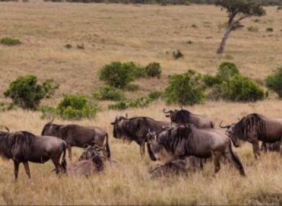 7 Nights - 8 Days Tarangire - Ngorongoro - Serengeti - Manyara Tour