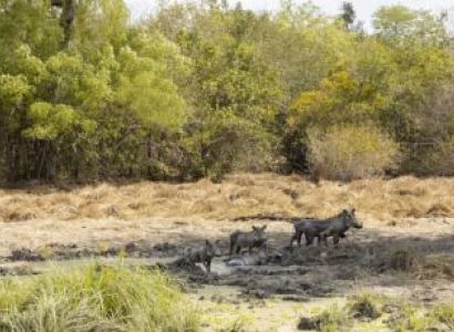 1 Night - 2 Days Selous Game Reserve - By air