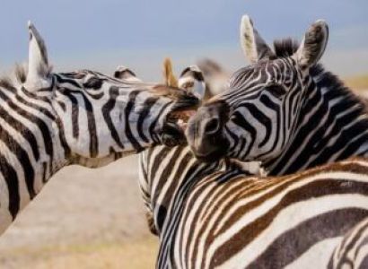 4 Nights - 5 Days Ruaha National Park - Mikumi National Park Tour