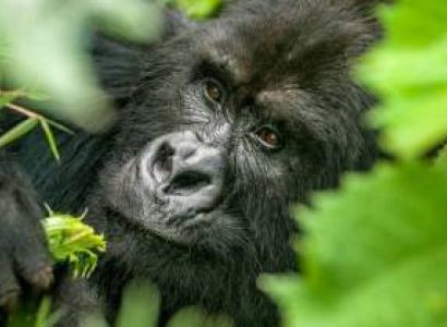 2 Nights Rwanda Gorilla Safari