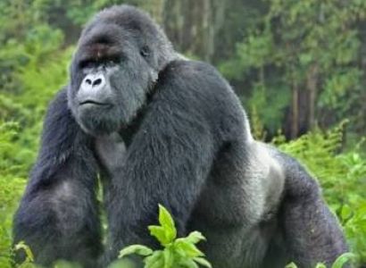 2 Days Rwanda Luxury Gorilla Trekking Safari