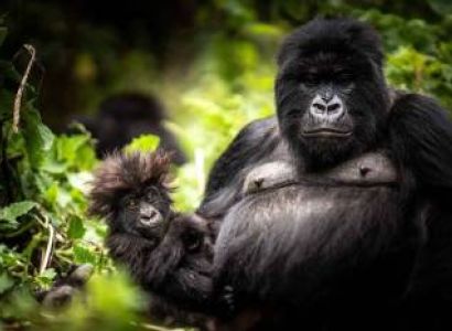 6 Days Exclusive Luxury Rwanda Safari with Mountain Gorilla Trek