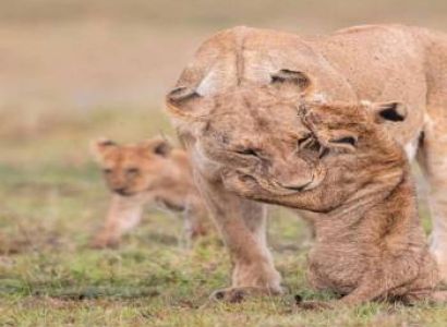 3 Days / 2 Nights Masai Mara Safari