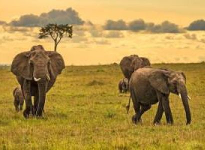 4 Days Arusha National Park Safari Itinerary