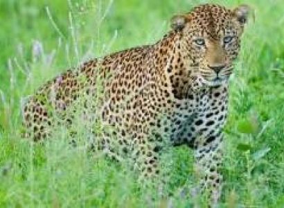12-Day Ultimate Kenya Wildlife Safari Tour