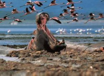 3 Day Lakes And Wildlife Safari Naivasha And Nakuru Tour