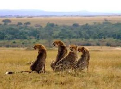 4 Days Masai Mara - Lake Nakuru And Lake Naivasha Tour
