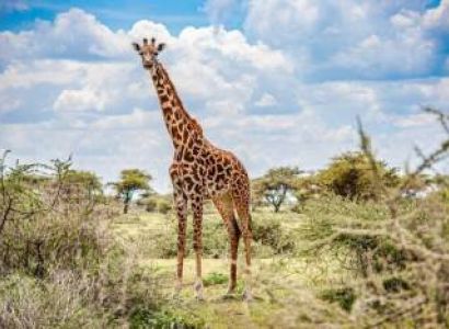5-Day Masai Mara Migration Special Safari Tour