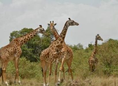 7-Day Kenya Classic Mid-Range Safari Tour