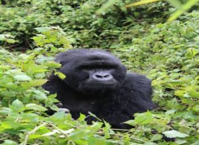 5 Days - 4 Night Rwanda - Uganda Gorilla Trekking Tour