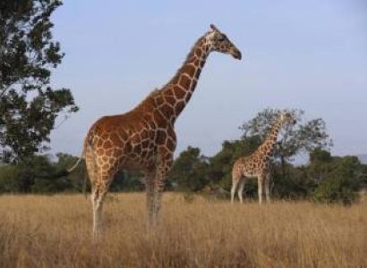 5 Day Samburu And Ol Pejeta Luxury Safari Experience Tour