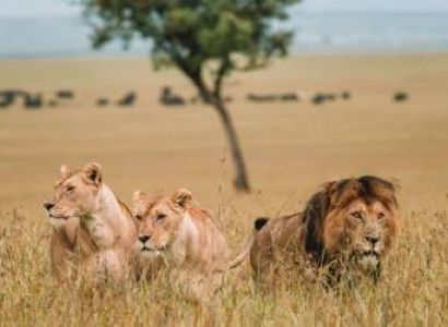 6-Day Masai Mara And Samburu Wildlife Combo Safari Tour