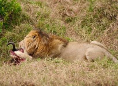 7-Day Samburu And Masai Mara Wildlife Safari Tour