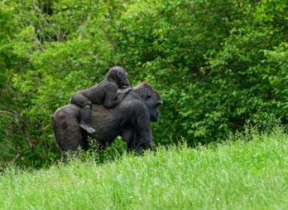 8 Day Uganda Group Safari Tour