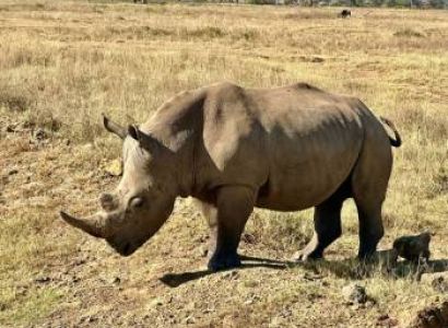 8-Day Samburu - Rhinos And Masai Mara Luxury Safari Tour