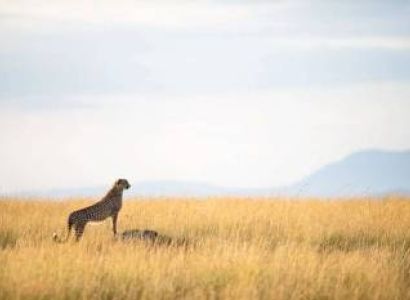 9-Day Complete Kenya Safari - All Major Parks Tour