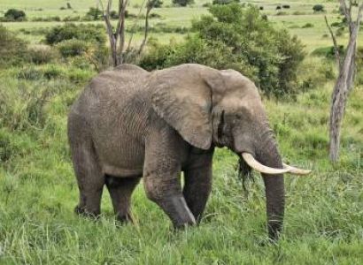 9-Day Northern Kenya - Masai Mara Grand Safari Tour