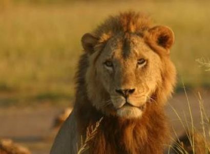 6 Day breathtaking Masai Mara and Amboseli Flight Safari