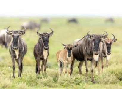 5-Day Tsavo East & Tsavo West Safari (Kenya) Detailed Overview & Pricing