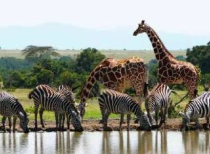 3 Days Masai Mara Safari