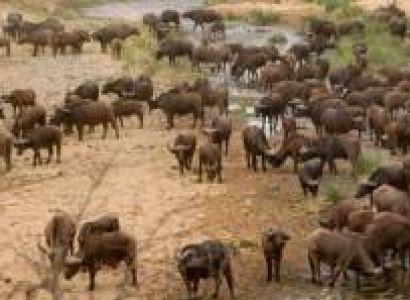 3 Days Safari - Lake Nakuru National Park Tour