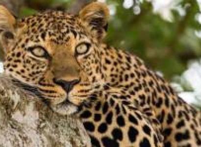 3 Days Safari - Maasai Mara National Reserve Tour