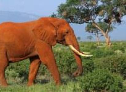 7 Days Classic Kenya Safari Tour
