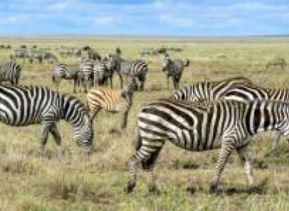 3 Days 2 Nights Group Safari - Maasai Mara National Reserve Tour