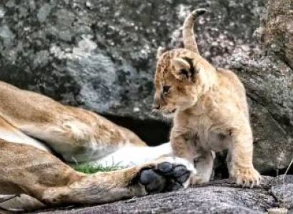 2 Nights 3days in Lions Camp Mara Image