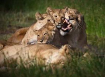 4 Days Luxury Masai Mara & Nakuru Tour Package