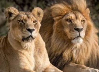 Masai Mara & Samburu & Nairobi & Nakuru & Arusha 13 Days Luxury Holiday Package