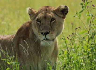 Affordable 4-day Tanzania Safari